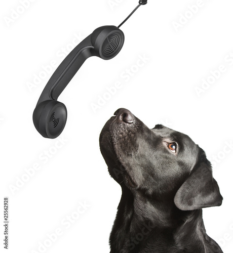 dog black labrador looks upwards on phone tube.