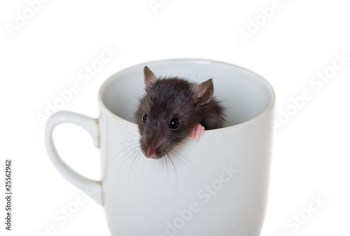 curious rat in a cup