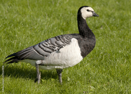 Barnacle goose