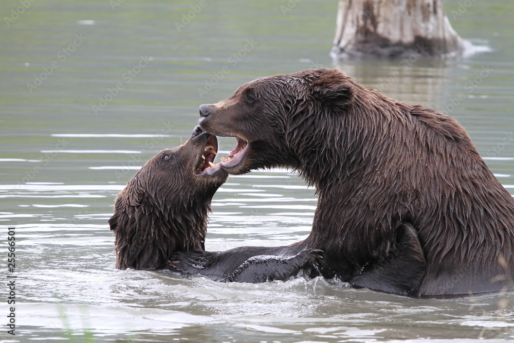 kämpfende Grizzlybären - Alaska