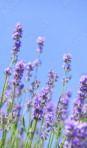 Fototapeta Naklejka Na Ścianę i Meble -  Lavender blooming in a garden