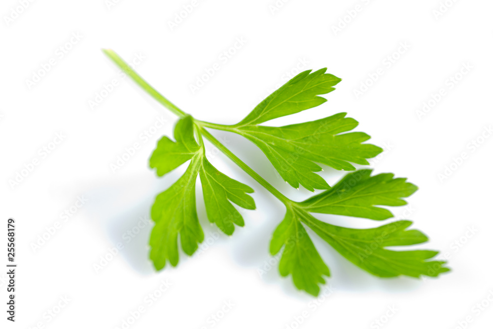 Parsley isolated Parsley isolated