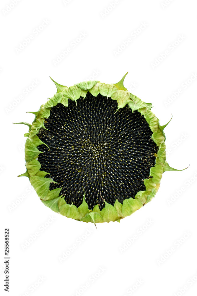 Obraz premium Sunflower with the ripened seeds isolated on a white