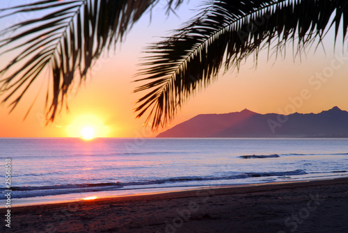 Fototapeta Naklejka Na Ścianę i Meble -  tramonto sul mare con siluette di palma