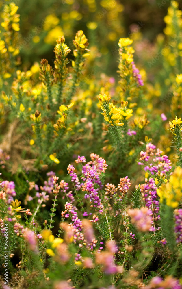 Obraz premium Blossoming heather and gorse in autumn forest