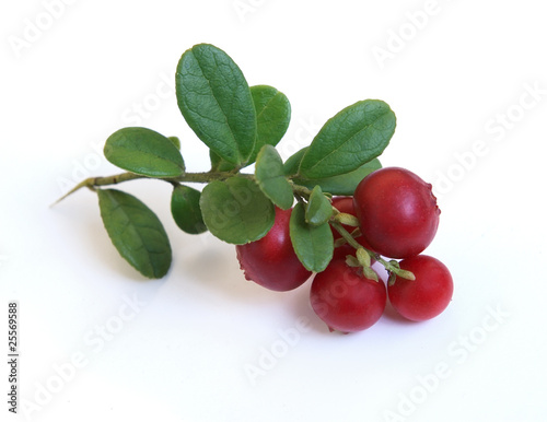 Fresh cowberry