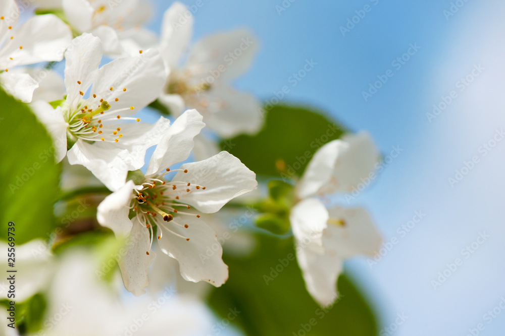 White cherry blossom White cherry blossom