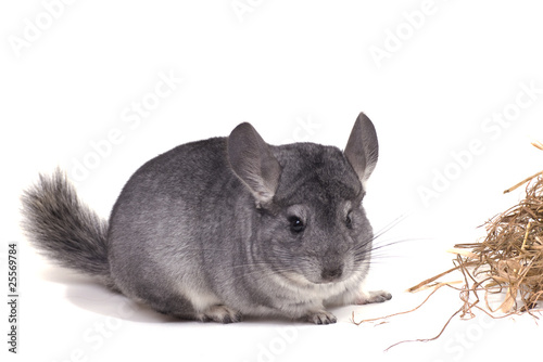 jeune chinchilla