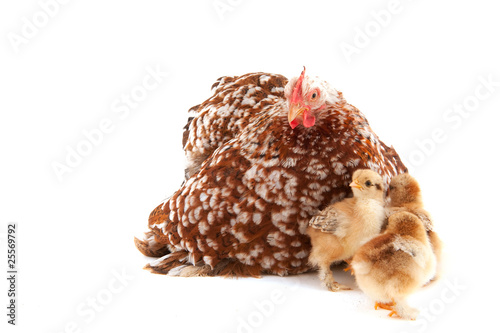 Chicken with little chicks photo