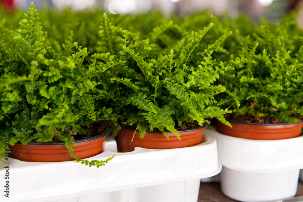 Fototapeta premium Fern plants