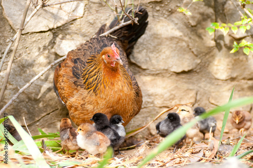 poules et ses poussins photo