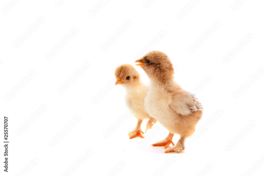 Fototapeta premium Little chicks