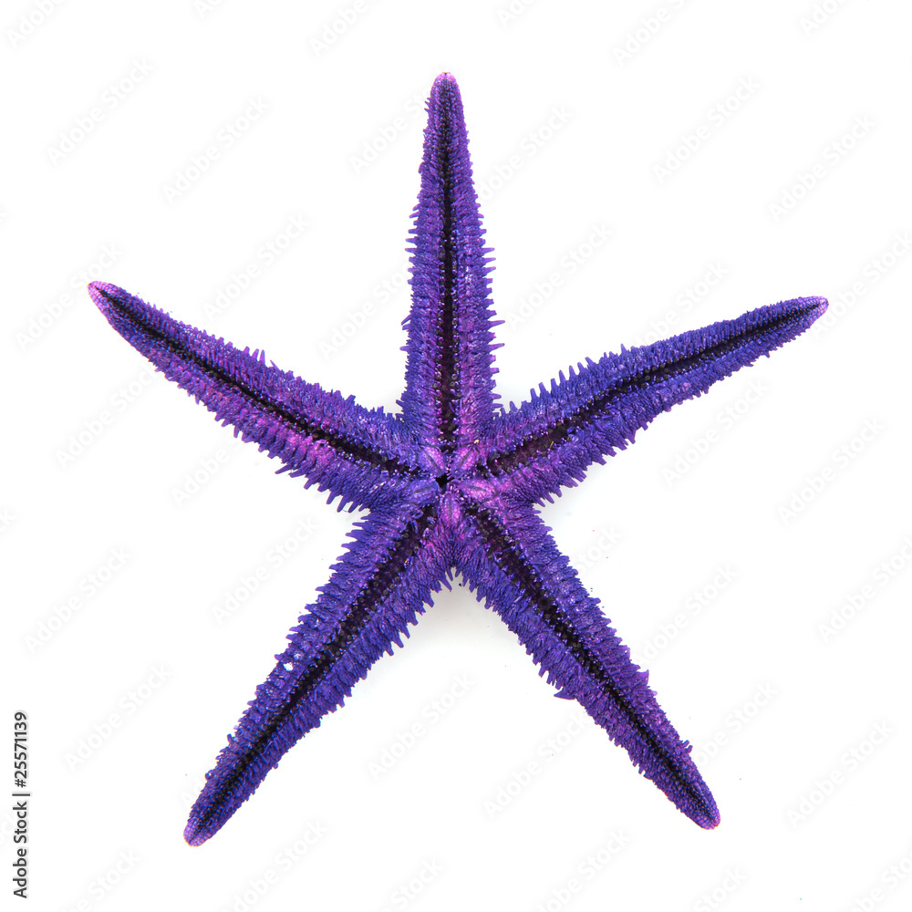 Naklejka premium Purple starfish