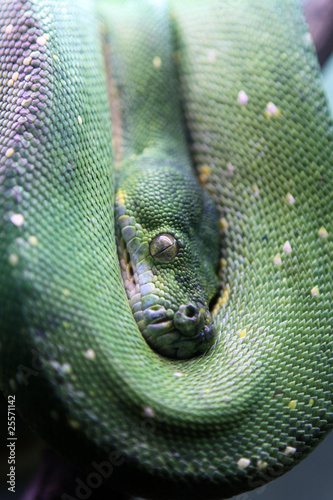 Green tree python - Morelia viridis