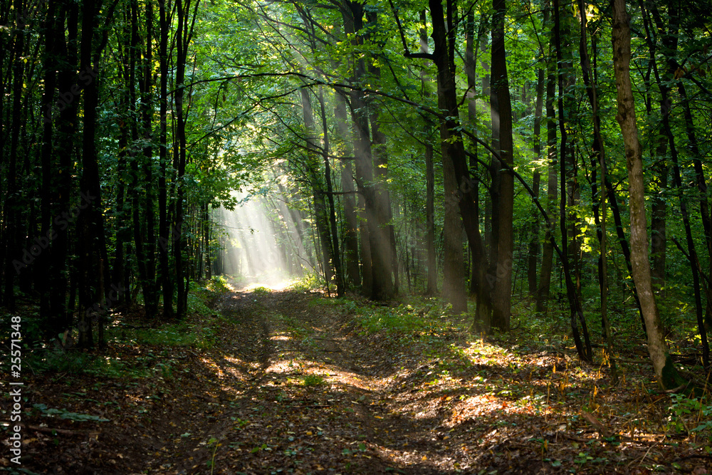 Fototapeta premium Sunbeams in morning misty forest