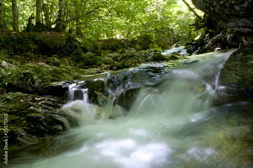 Fototapeta Naklejka Na Ścianę i Meble -  Forest stream