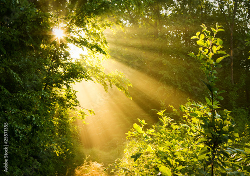 Early morning sun in forest