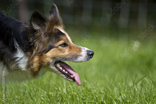 Border Collie