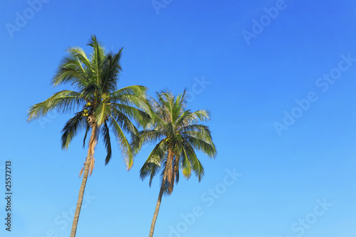 two coconut tree and blue sky with text space
