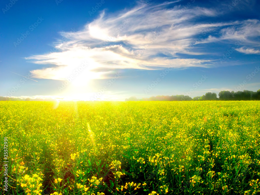 beautiful summer landscape with yellow field and forest