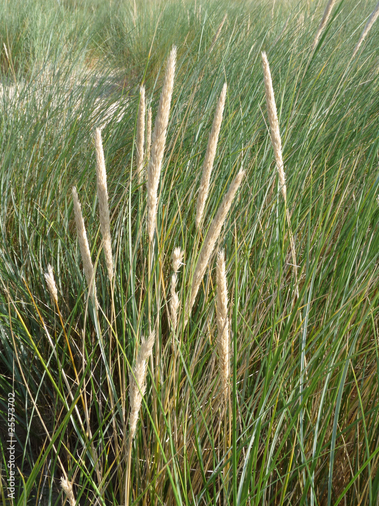 dune grass