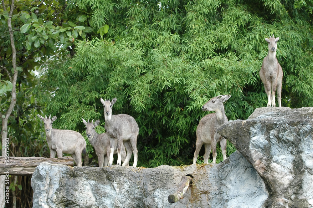 Fototapeta premium goral