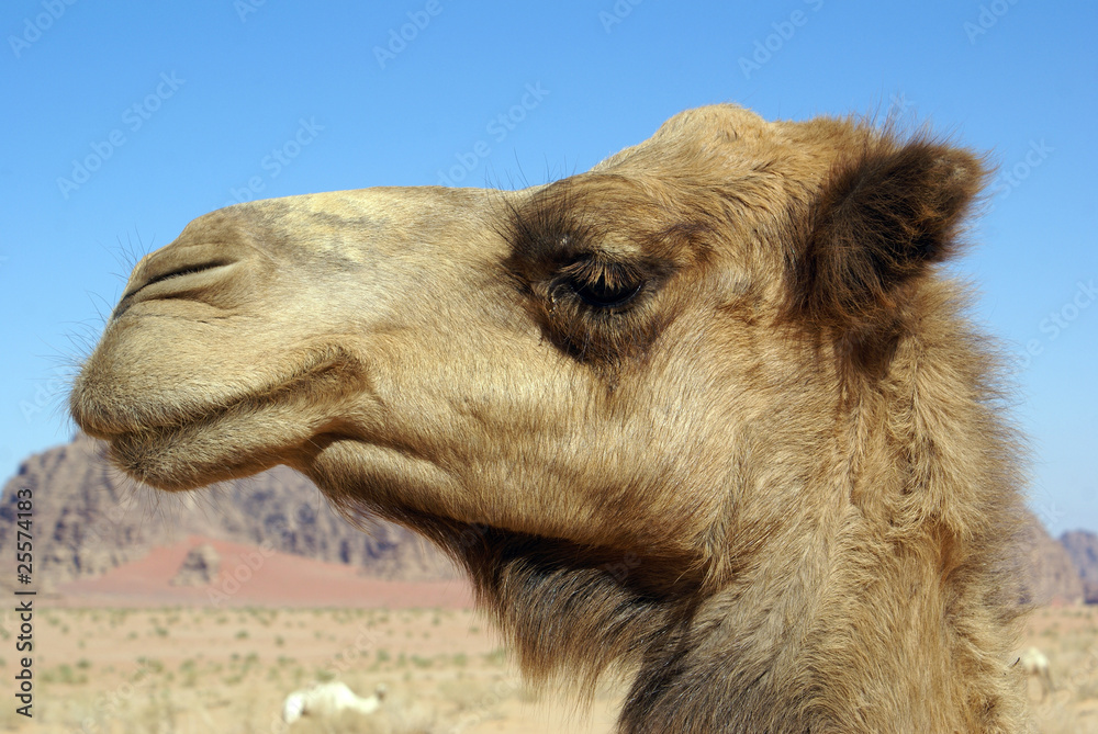 Fototapeta premium Camel