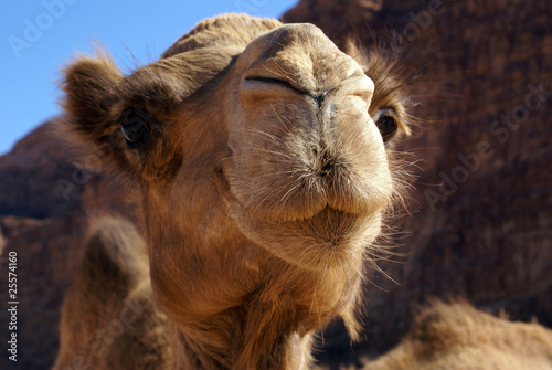 Face of camel