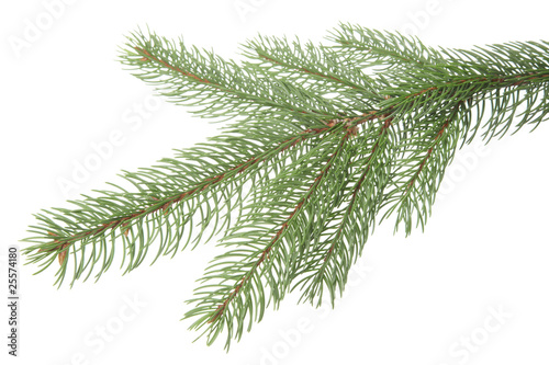 piece of pine