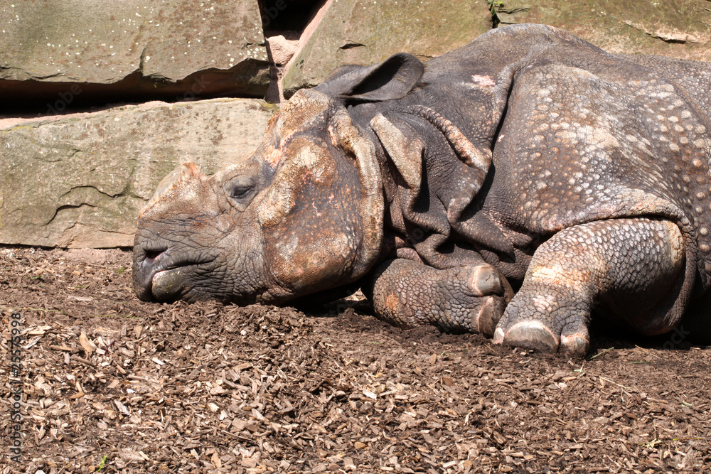Fototapeta premium Panzernashorn