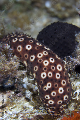 Mediterranean underwater life