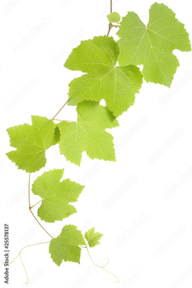 grape leaves grape leaves