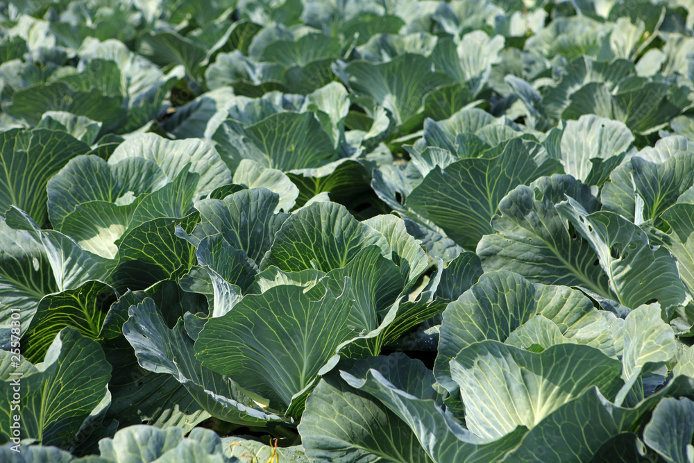 Krautfeld - cabbage field Krautfeld - cabbage field