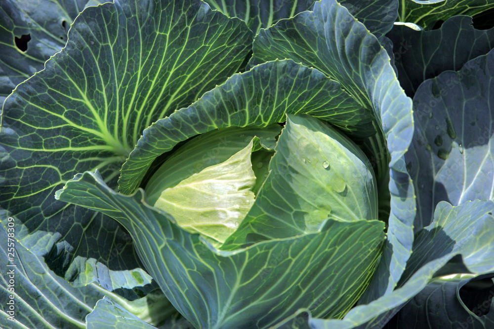 Obraz premium Krautkopf - cabbage head