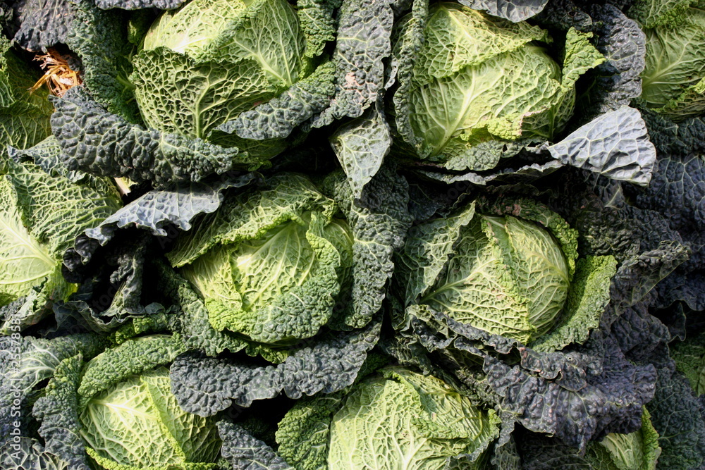 Savoy Cabbages Savoy Cabbages