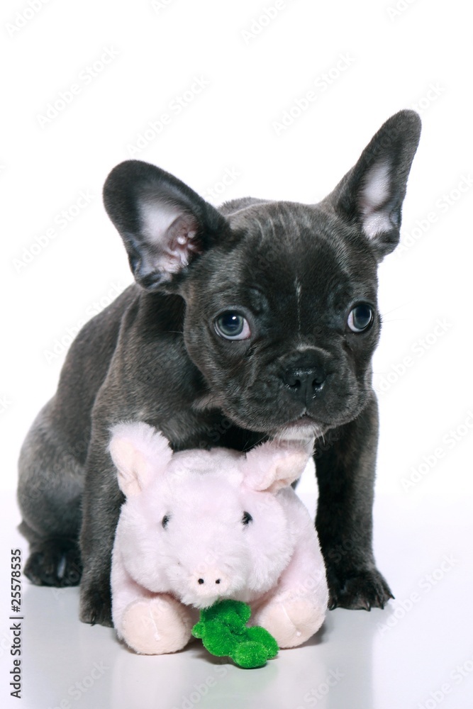 Französische Bulldogge Welpe mit Glücksschwein