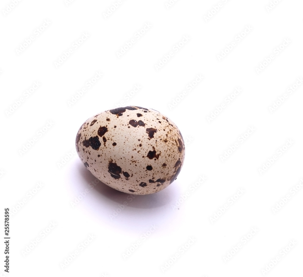quail egg quail egg