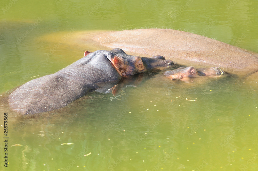 Fototapeta premium Hipopótamos en agua