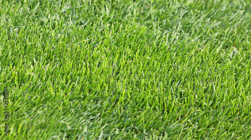 Close-up green grass soccer field