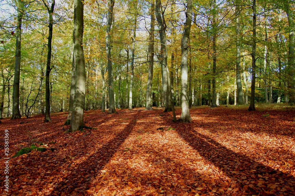 Naklejka premium Autumn forest