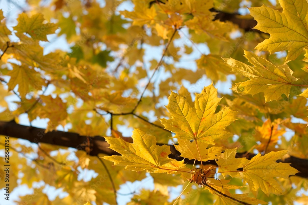 Autumn leaves Autumn leaves