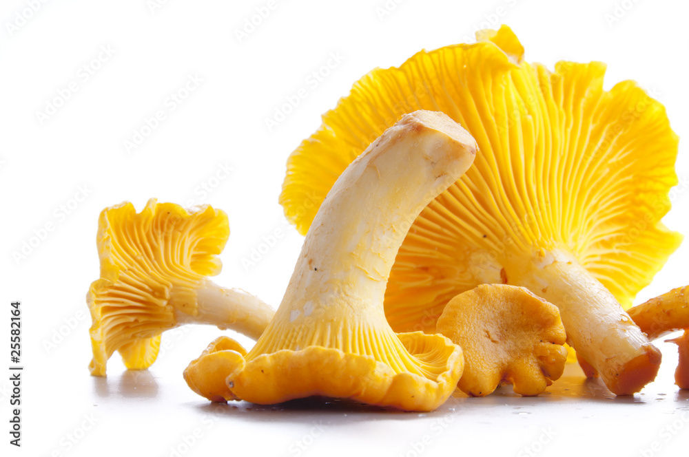 Isolated yellow chanterelle StockFoto Adobe Stock