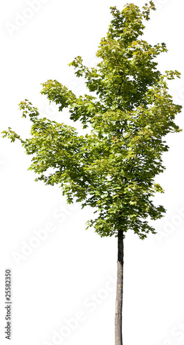 Acer Young Free