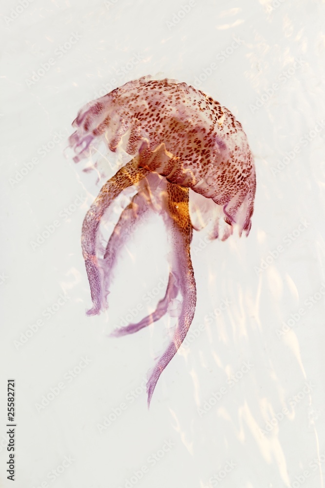 Fototapeta premium luminiscent red pink jellyfish pelagia noctiluca