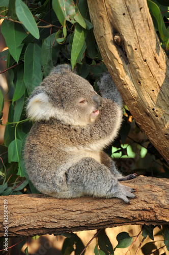 Koala joey sits on a tree