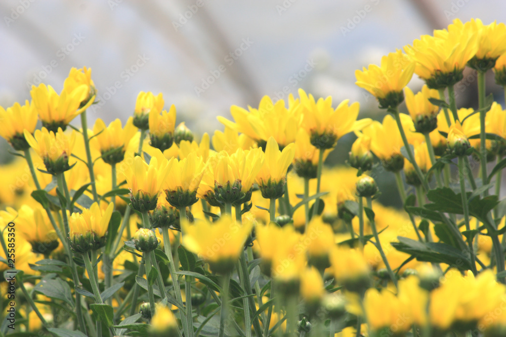 Obraz premium Flower garden