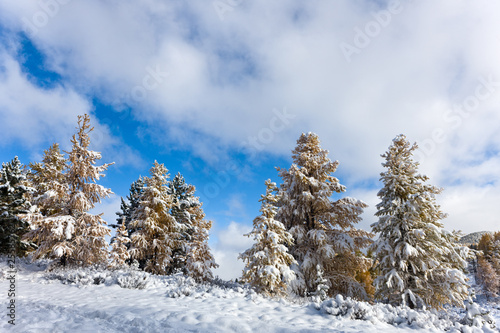 autumn trees under snow