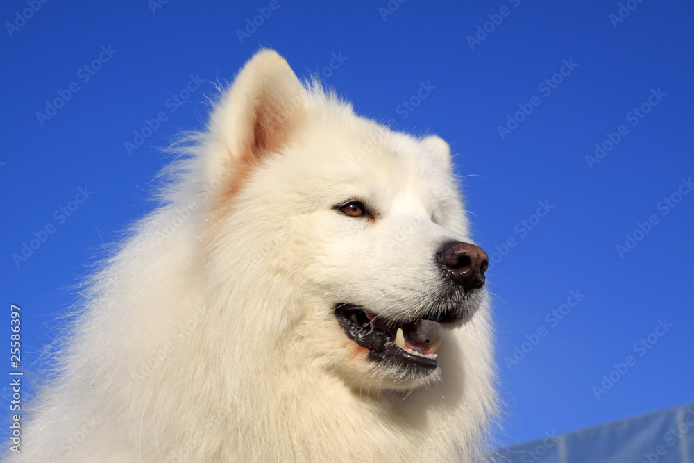 samoyed