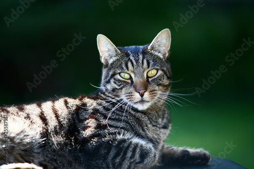 getiegerte Katze ruht sich aus