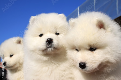 samoyed